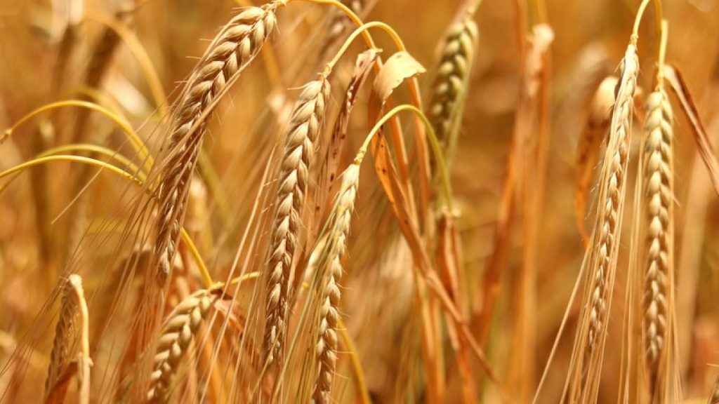 Quante calorie ha il farro? Valori nutrizionali e cosa sapere sul consumo