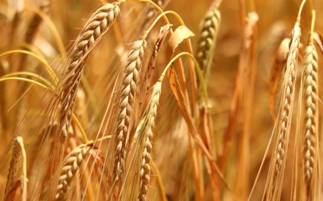Quante calorie ha il farro? Valori nutrizionali e cosa sapere sul consumo